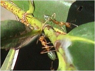 Honig-Ameisen